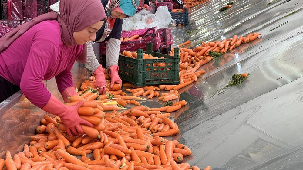 Konya’nın Türkiye’de iddialı olduğu üründe hasat zamanı 2